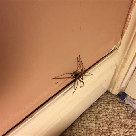 房間有蜘蛛代表什麼